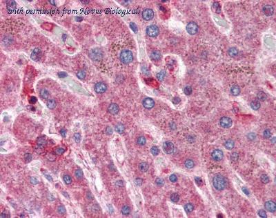 Novus Biologicals NBP1-00201 image 1