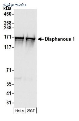 Novus Biologicals NB600-231 image 1