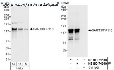 Novus Biologicals NB100-74648 image 1