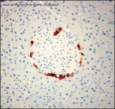 Novus Biologicals NB600-1506 image 1