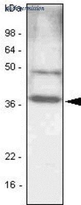 Novus Biologicals NBP1-04266 image 1