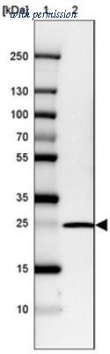 Novus Biologicals NBP2-30432 image 1