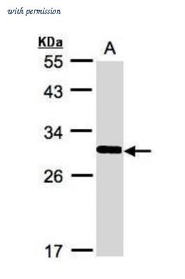 Novus Biologicals NBP1-31213 image 1