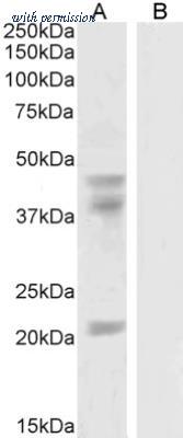 Novus Biologicals NB100-60948 image 1