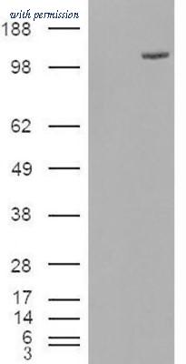 Novus Biologicals NBP1-00184 image 1