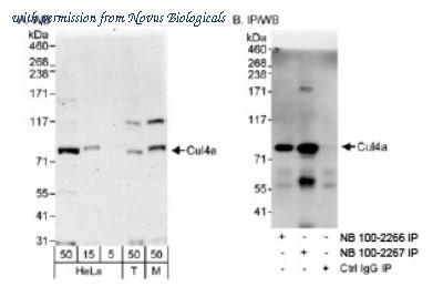 Novus Biologicals NB100-2267 image 1