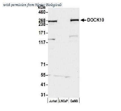 Novus Biologicals NB100-60669 image 1
