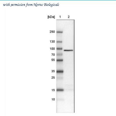 Novus Biologicals NBP2-36758 image 1