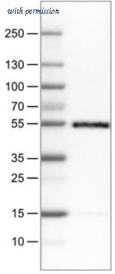 Novus Biologicals NBP2-34485 image 1