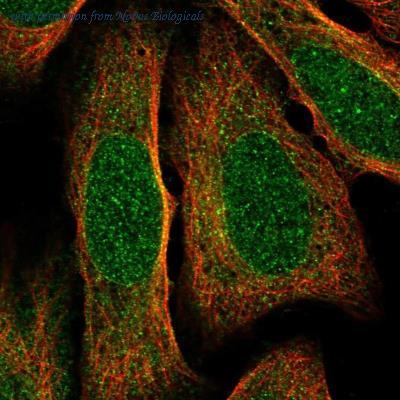 Novus Biologicals NBP2-30395 image 1