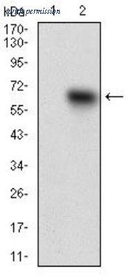 Novus Biologicals NBP2-37267 image 1
