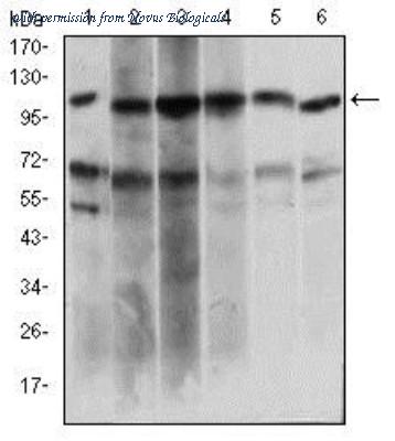 Novus Biologicals NBP2-37320 image 1
