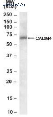 Novus Biologicals NBP1-00164 image 1