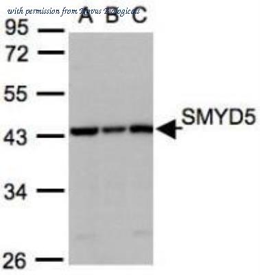 Novus Biologicals NBP1-31222 image 1