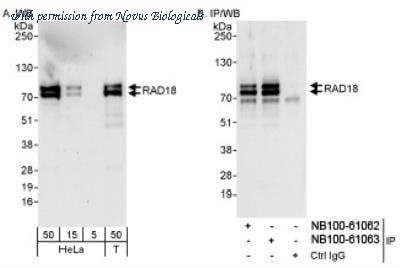 Novus Biologicals NB100-61063 image 1