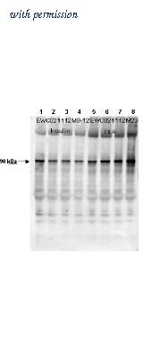 Novus Biologicals NB600-611 image 1