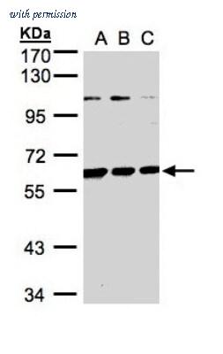 Novus Biologicals NBP1-31214 image 1