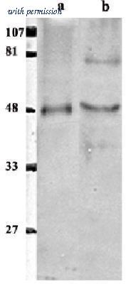 Novus Biologicals NB600-247 image 1