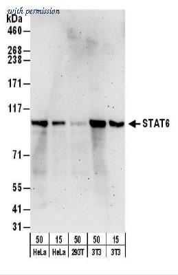Novus Biologicals NB600-229 image 1