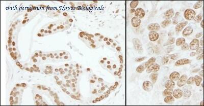 Novus Biologicals NB100-59775 image 1