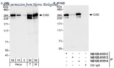 Novus Biologicals NB100-61613 image 1