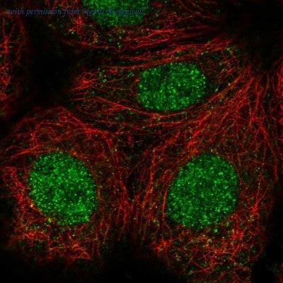 Novus Biologicals NBP2-30414 image 1