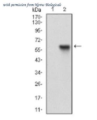 Novus Biologicals NBP2-37248 image 1