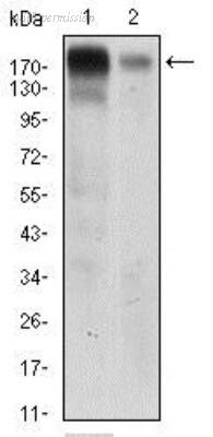 Novus Biologicals NBP2-37326 image 1