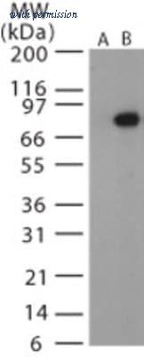 Novus Biologicals NB120-13808 image 1