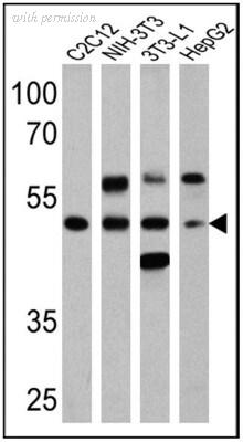 Novus Biologicals NB120-3484 image 1