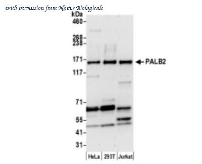 Novus Biologicals NB100-60439 image 1