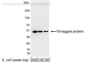 Novus Biologicals NB600-380 image 1