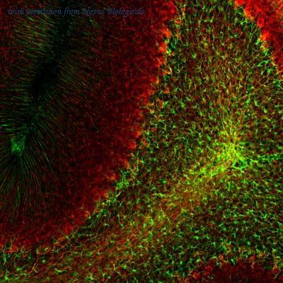 Novus Biologicals NBP1-05197 image 1