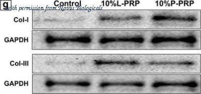 Novus Biologicals NBP1-05119 image 1
