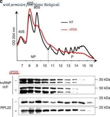 Novus Biologicals NBP1-06069 image 1