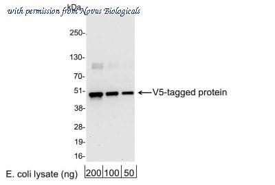 Novus Biologicals NB600-379 image 1