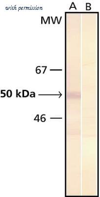 Novus Biologicals NB600-405 image 1