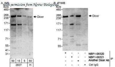Novus Biologicals NBP1-06521 image 1