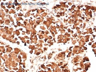 Novus Biologicals NBP2-29452 image 1