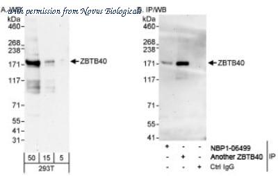 Novus Biologicals NBP1-06564 image 1