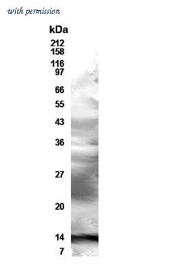 Novus Biologicals NB200-203 image 1