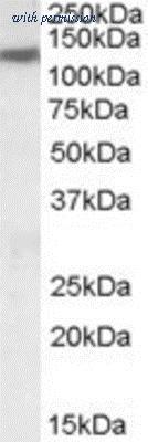 Novus Biologicals NBP1-06044 image 1