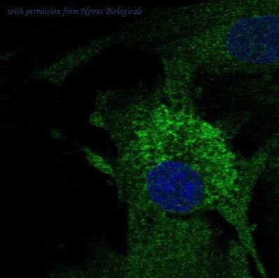 Novus Biologicals NBP2-30439 image 1