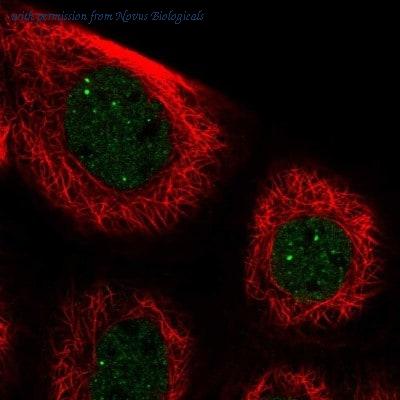 Novus Biologicals NBP2-30529 image 1