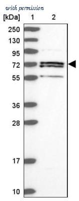 Novus Biologicals NBP2-30612 image 1