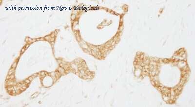 Novus Biologicals NB100-77284 image 1