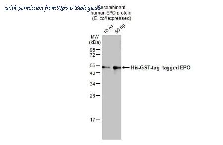 Novus Biologicals NBP3-25455 image 1