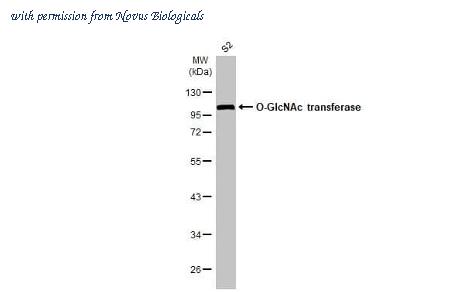 Novus Biologicals NBP3-25586 image 1