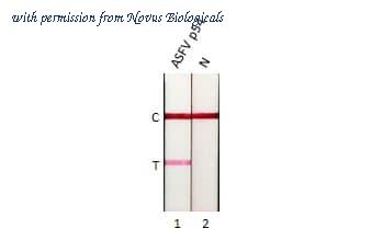 Novus Biologicals NBP3-25366 image 1