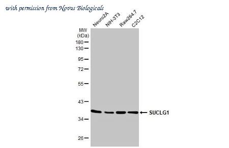 Novus Biologicals NBP3-25700 image 1